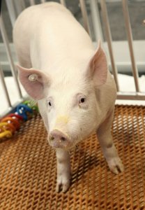 Genetically_Modified_Pigs_33957