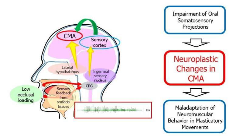 Food for thought: Eating soft foods may alter the brain's control of chewing